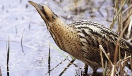 image of bittern