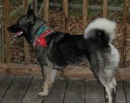 image of norwegian_elkhound #7