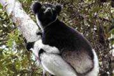 image of indri