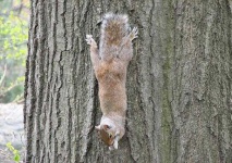 image of animal