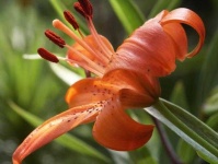 image of flower