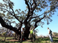 image of tree