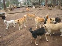 image of dingo