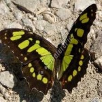 image of animal