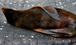 image of animal