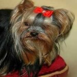 image of animal