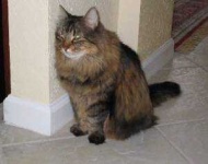 image of animal