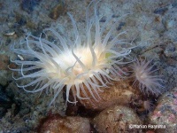 image of sea_anemone