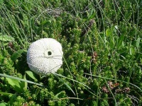 image of sea_urchin #1