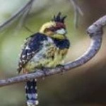 image of bird