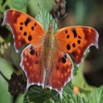 image of animal