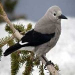 image of bird