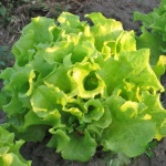 image of fruit_and_vegetable