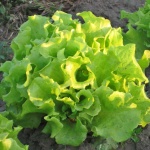 image of lettuce #10