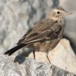image of bird