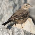 image of american_pipit #17