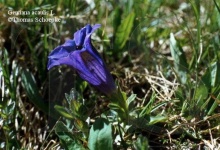 image of flower