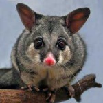 image of possum #47