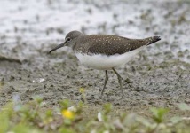 image of animal