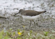 image of sandpiper #18