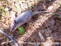 image of armadillo