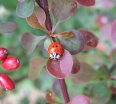 image of ladybug
