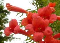 image of flower