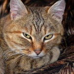 image of animal