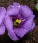 image of flower