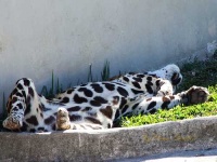 image of jaguar_car
