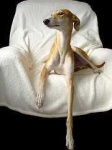 image of saluki
