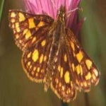 image of animal
