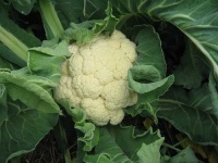 image of cauliflower