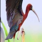 image of bird