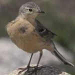 image of bird