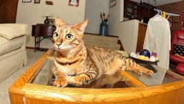image of animal