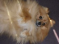 image of pomeranian