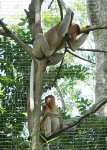 image of proboscis_monkey