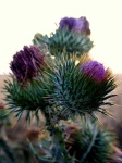image of cardoon