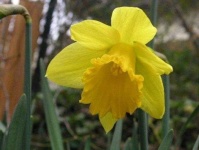 image of flower