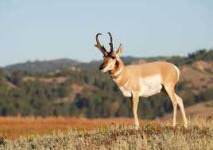 image of animal