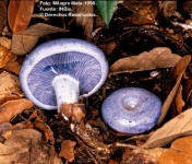 image of mushrooms
