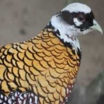 image of bird