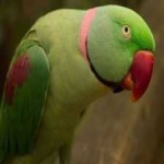 image of alexandrine_parakeet #5