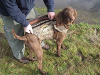 image of irish_water_spaniel #11