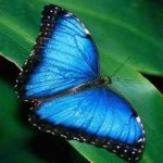image of animal