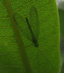 image of lacewing