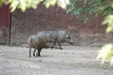 image of wild_boar