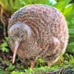 image of bird