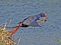 image of european_gallinule #24